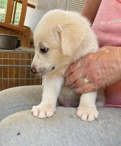 Avin, male 3yo Mixed Breed for adoption at Stichting FTS - Paws of Greece, NL-wide