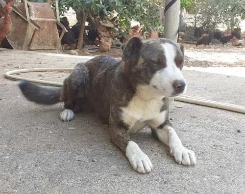 Bella, female senior Mixed Breed for adoption at Stichting FTS - Paws of Greece, NL-wide