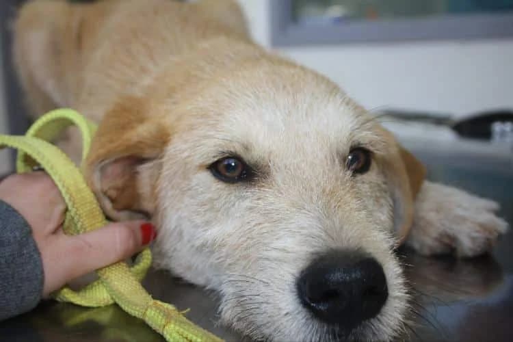 Beni, male young Mixed Breed for adoption at Stichting FTS - Paws of Greece, NL-wide