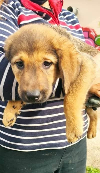 Binky, male 5yo Mixed Breed for adoption at Stichting FTS - Paws of Greece, NL-wide