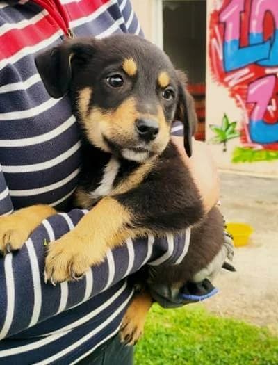 Boaz, male 5yo Mixed Breed for adoption at Stichting FTS - Paws of Greece, NL-wide