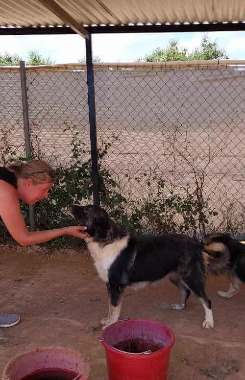 Boubou, female 5yo Mixed Breed for adoption at Stichting FTS - Paws of Greece, NL-wide
