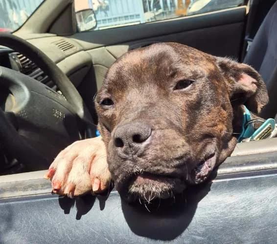 Bruno, male 4yo Mixed Breed for adoption at Stichting FTS - Paws of Greece, NL-wide