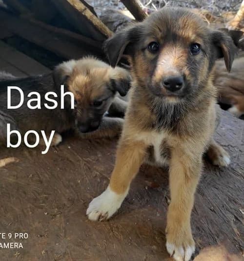 Dash, male 5yo Mixed Breed for adoption at Stichting FTS - Paws of Greece, NL-wide