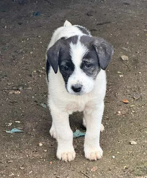 Diamond, zwart female young Mixed Breed for adoption at Stichting FTS - Paws of Greece, NL-wide
