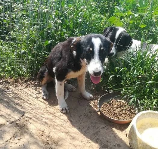 Duffy, male 7yo Mixed Breed for adoption at Stichting FTS - Paws of Greece, NL-wide