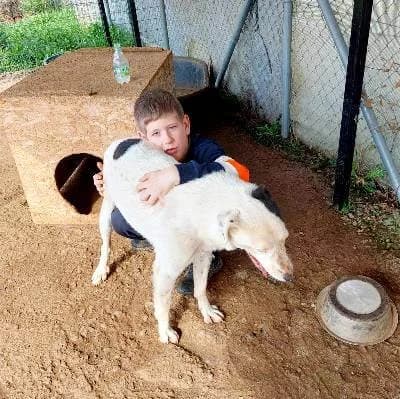 Gordon, male 6yo Mixed Breed for adoption at Stichting FTS - Paws of Greece, NL-wide