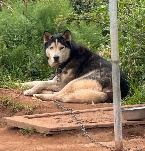 Grey, male 7yo Mixed Breed for adoption at Stichting FTS - Paws of Greece, NL-wide