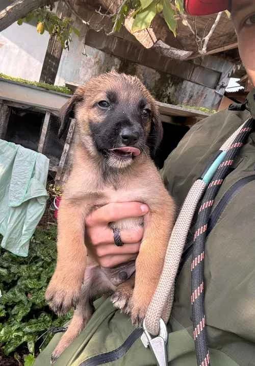 Huey, male young Mixed Breed for adoption at Stichting FTS - Paws of Greece, NL-wide