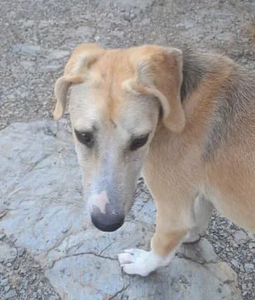 Jodi, beige male young Mixed Breed for adoption at Stichting FTS - Paws of Greece, NL-wide