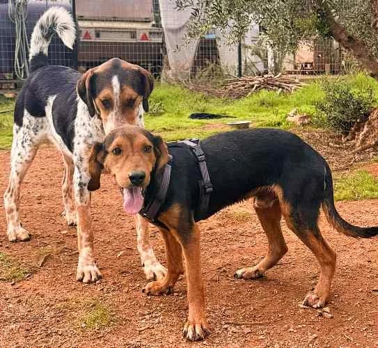 Josh, male young Mixed Breed for adoption at Stichting FTS - Paws of Greece, NL-wide