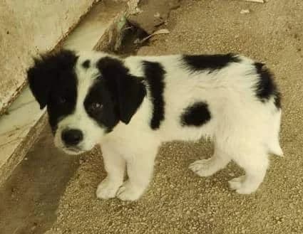 Joy, male 6yo Mixed Breed for adoption at Stichting FTS - Paws of Greece, NL-wide