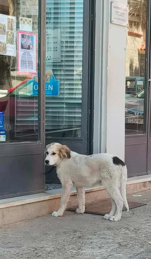 Julian, male young Mixed Breed for adoption at Stichting FTS - Paws of Greece, NL-wide