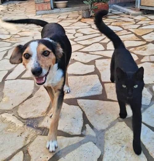 Kit, male 4yo Mixed Breed for adoption at Stichting FTS - Paws of Greece, NL-wide
