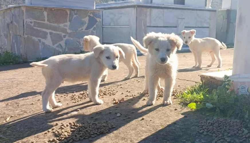 Latte, male young Mixed Breed for adoption at Stichting FTS - Paws of Greece, NL-wide