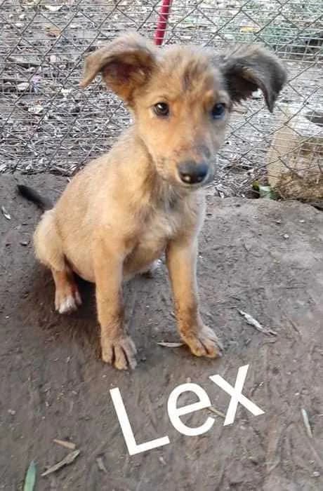 Lex, male 5yo Mixed Breed for adoption at Stichting FTS - Paws of Greece, NL-wide