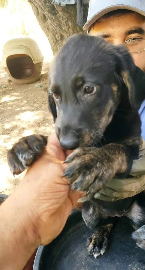 Lilly, female 4yo Mixed Breed for adoption at Stichting FTS - Paws of Greece, NL-wide