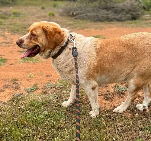 Lisa, female senior Mixed Breed for adoption at Stichting FTS - Paws of Greece, NL-wide