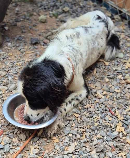 Malin, male senior Mixed Breed for adoption at Stichting FTS - Paws of Greece, NL-wide