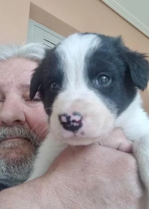 Mellon, male 6yo Mixed Breed for adoption at Stichting FTS - Paws of Greece, NL-wide