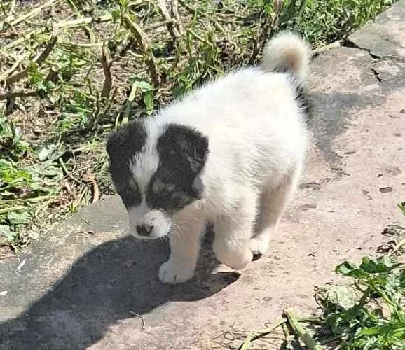 Mortis, zwart male young Mixed Breed for adoption at Stichting FTS - Paws of Greece, NL-wide