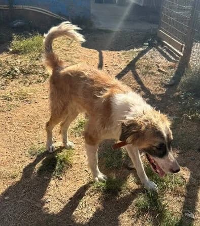 Paris, male young Mixed Breed for adoption at Stichting FTS - Paws of Greece, NL-wide