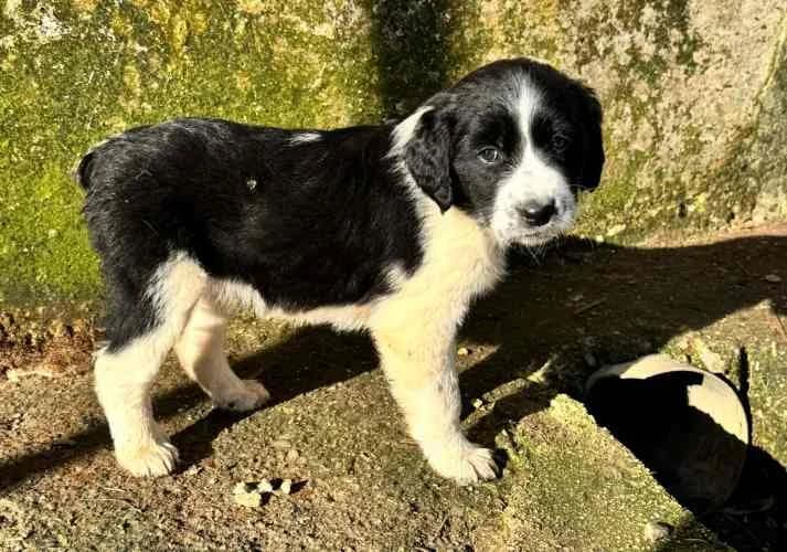 Pearl, zwart female young Mixed Breed for adoption at Stichting FTS - Paws of Greece, NL-wide
