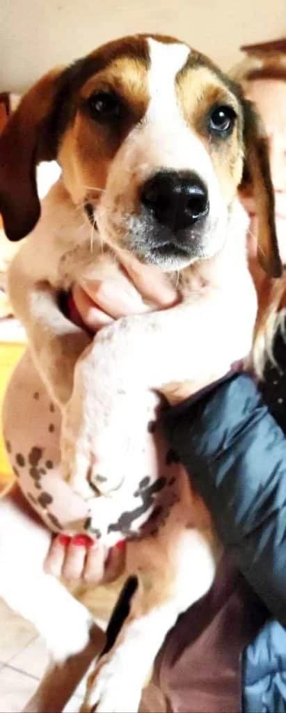 Pepe, male 4yo Mixed Breed for adoption at Stichting FTS - Paws of Greece, NL-wide