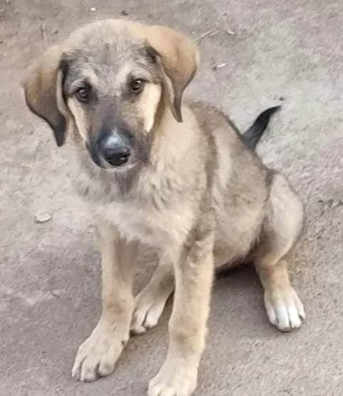 Red, male 3yo Mixed Breed for adoption at Stichting FTS - Paws of Greece, NL-wide