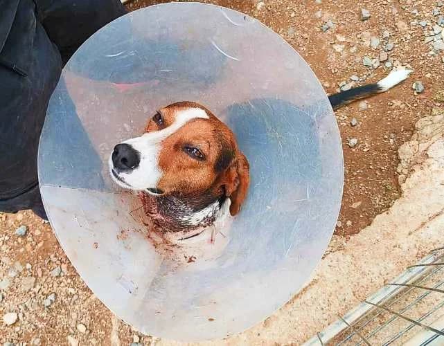 Rocco, male 5yo Mixed Breed for adoption at Stichting FTS - Paws of Greece, NL-wide