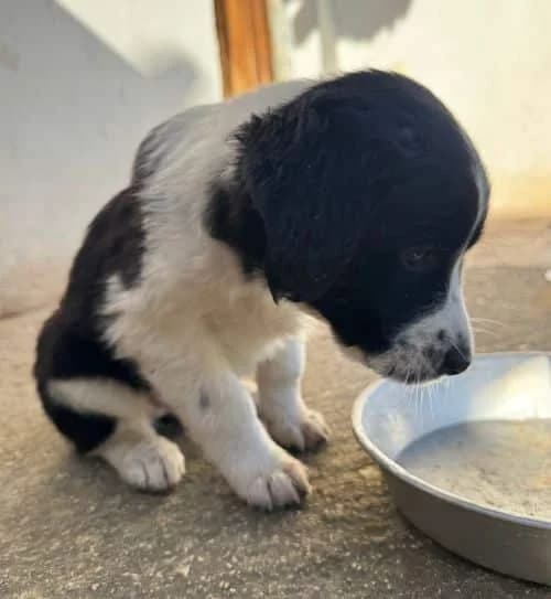 Ruby, zwart female young Mixed Breed for adoption at Stichting FTS - Paws of Greece, NL-wide