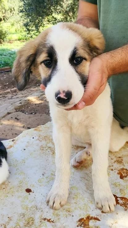 Samira, wit female 5yo Mixed Breed for adoption at Stichting FTS - Paws of Greece, NL-wide