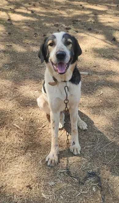 Shep, male senior Mixed Breed for adoption at Stichting FTS - Paws of Greece, NL-wide