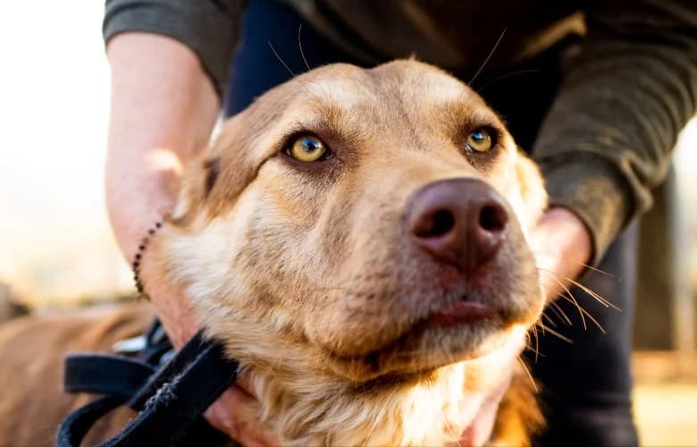 Siva, male senior Mixed Breed for adoption at Stichting FTS - Paws of Greece, NL-wide