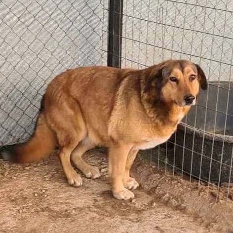 Soraya, female senior Mixed Breed for adoption at Stichting FTS - Paws of Greece, NL-wide