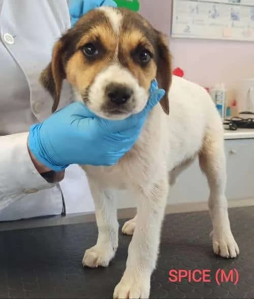 Spice, male 4yo Mixed Breed for adoption at Stichting FTS - Paws of Greece, NL-wide