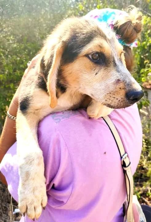 Tapas, male 5yo Mixed Breed for adoption at Stichting FTS - Paws of Greece, NL-wide