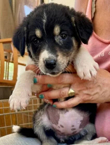 Tessa, female 3yo Mixed Breed for adoption at Stichting FTS - Paws of Greece, NL-wide