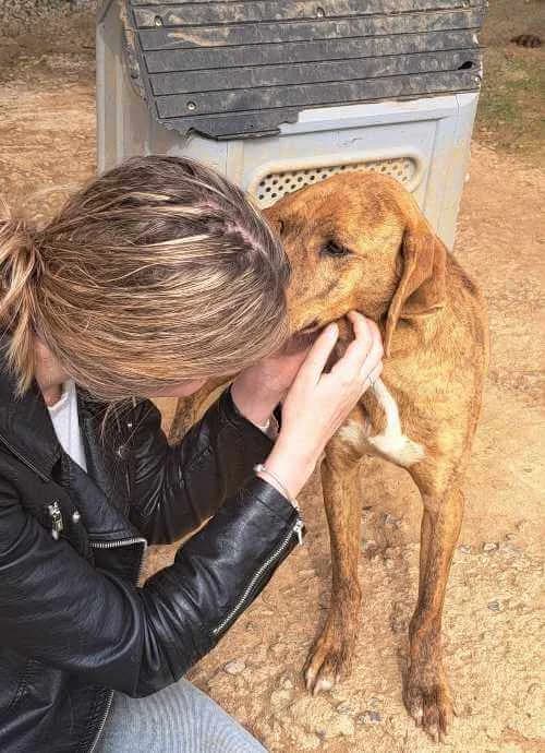 Tigran, male 7yo Mixed Breed for adoption at Stichting FTS - Paws of Greece, NL-wide