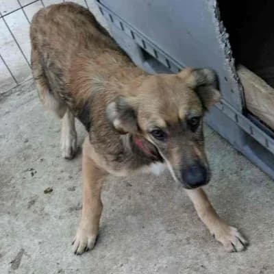 Aira, female young Mixed Breed for adoption at Stichting Happy Dogs of Romania, KG Uithoorn
