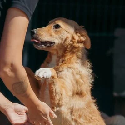 Alma, female young Mixed Breed for adoption at Stichting Happy Dogs of Romania, KG Uithoorn