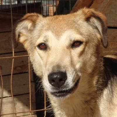 Ara, female 3yo Mixed Breed for adoption at Stichting Happy Dogs of Romania, KG Uithoorn