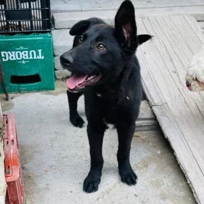 Aris, male 4yo Mixed Breed for adoption at Stichting Happy Dogs of Romania, KG Uithoorn