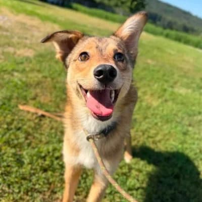 Babs, female Mixed Breed for adoption at Stichting Happy Dogs of Romania, KG Uithoorn
