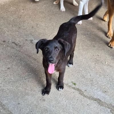 Bear, male puppy Mixed Breed for adoption at Stichting Happy Dogs of Romania, KG Uithoorn