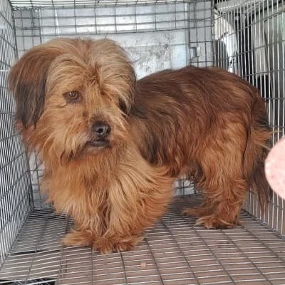 Big, male young Mixed Breed for adoption at Stichting Happy Dogs of Romania, KG Uithoorn