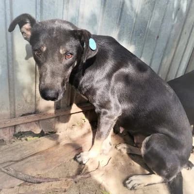 Bria, female 7yo Mixed Breed for adoption at Stichting Happy Dogs of Romania, KG Uithoorn