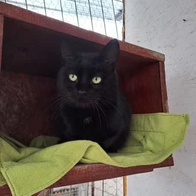 Coco, female Mixed Breed for adoption at Stichting Happy Dogs of Romania, KG Uithoorn