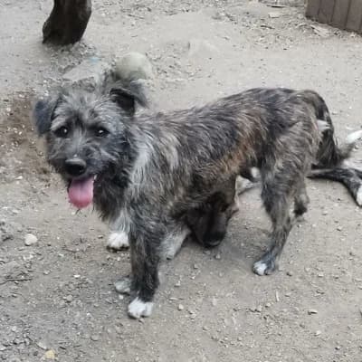 Ezra, male 4yo Mixed Breed for adoption at Stichting Happy Dogs of Romania, KG Uithoorn