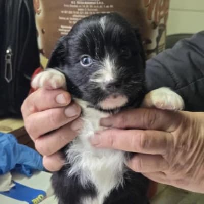 Flip, male Mixed Breed for adoption at Stichting Happy Dogs of Romania, KG Uithoorn